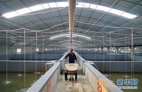 河北灤南 工廠化水產養(yǎng)殖模式開啟助農增收新路徑